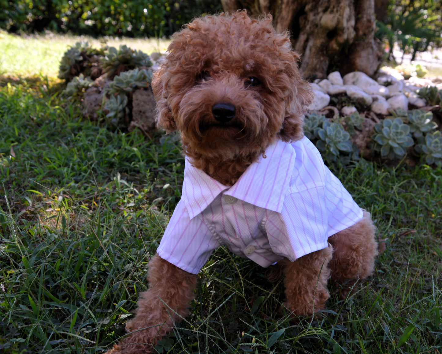 Handmade pet shirt - Nicolas Rota