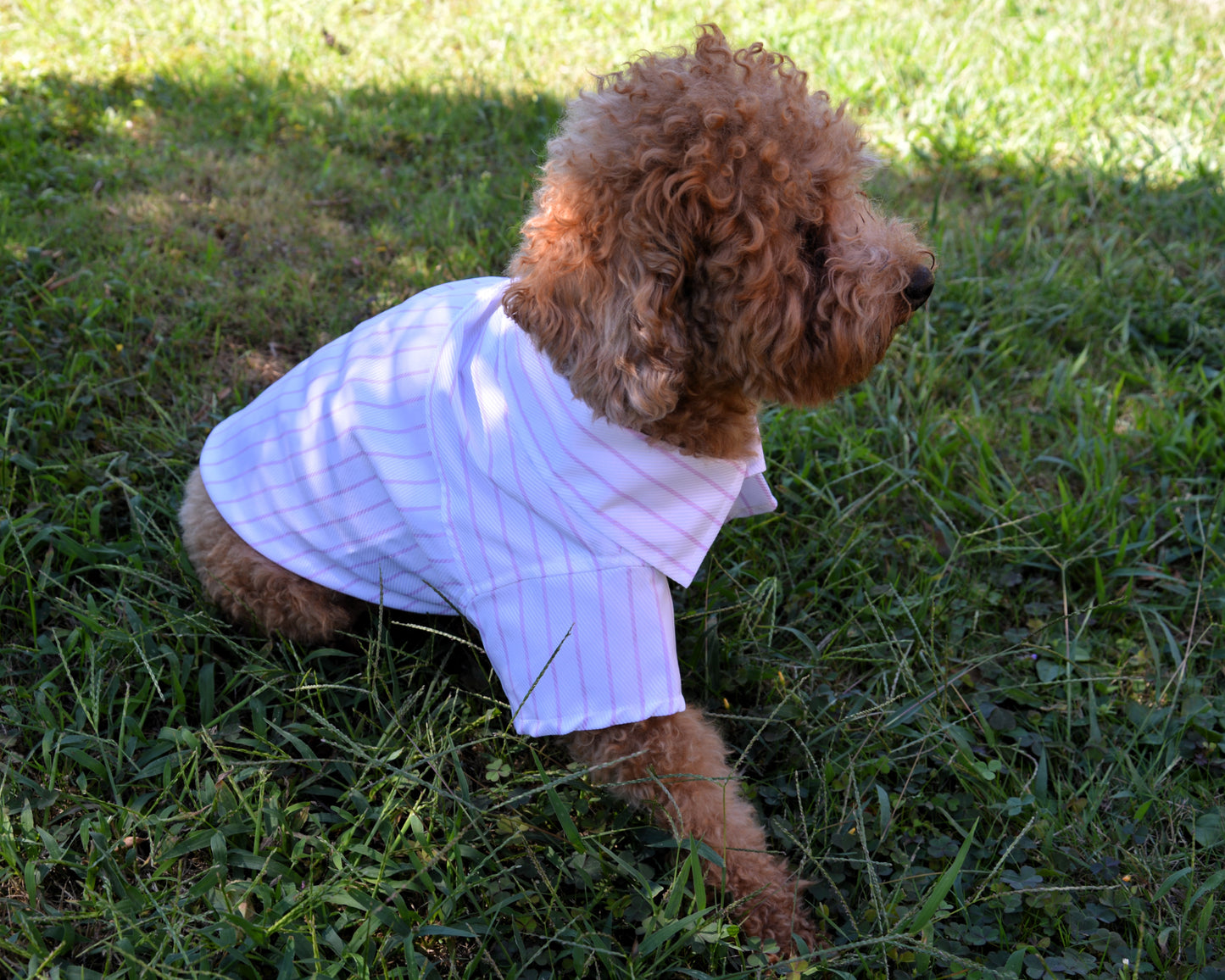 Handmade pet shirt - Nicolas Rota