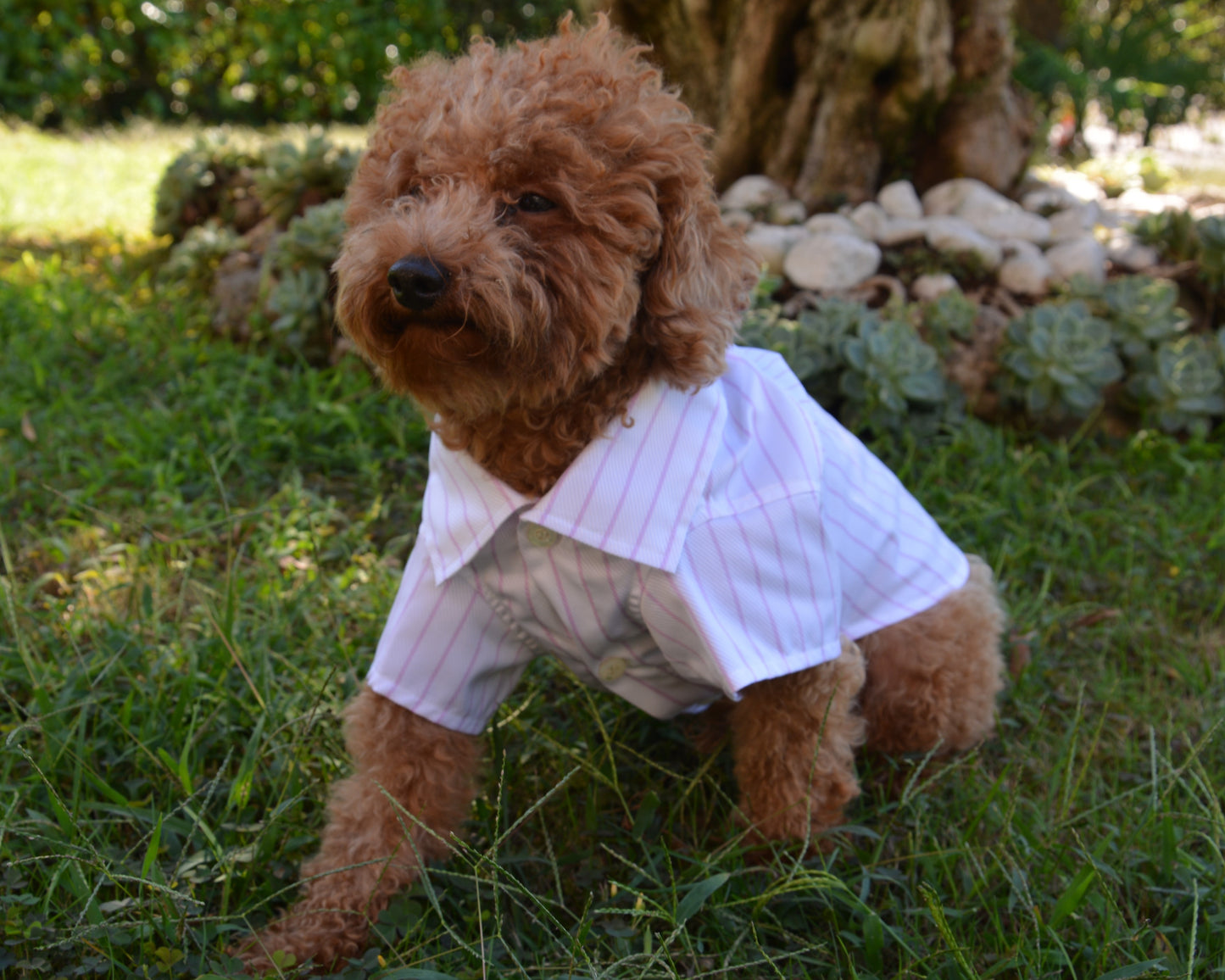 Handmade pet shirt - Nicolas Rota
