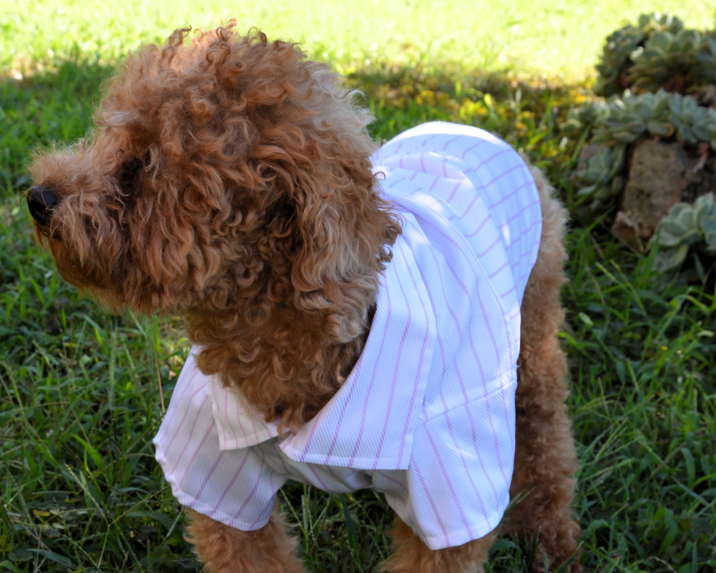 Handmade pet shirt - Nicolas Rota