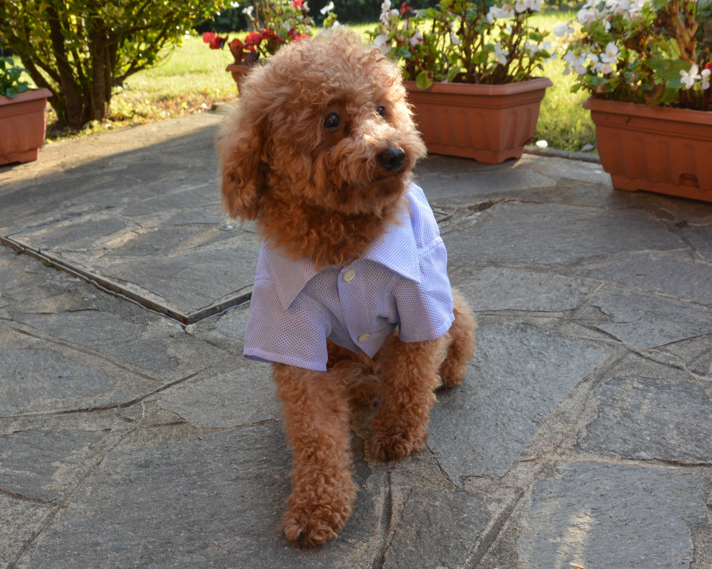 Handmade pet shirt - Nicolas Rota