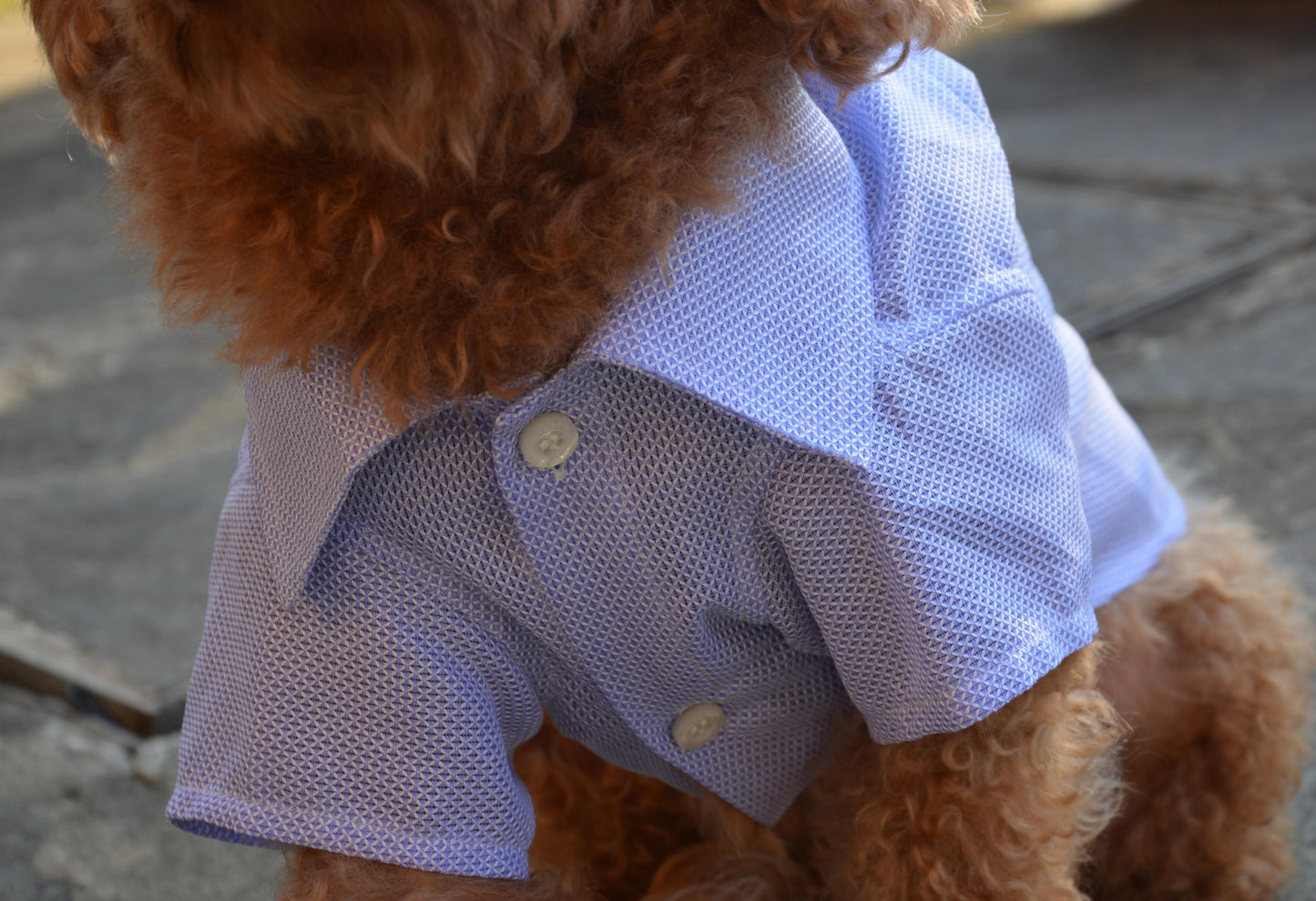 Handmade pet shirt - Nicolas Rota