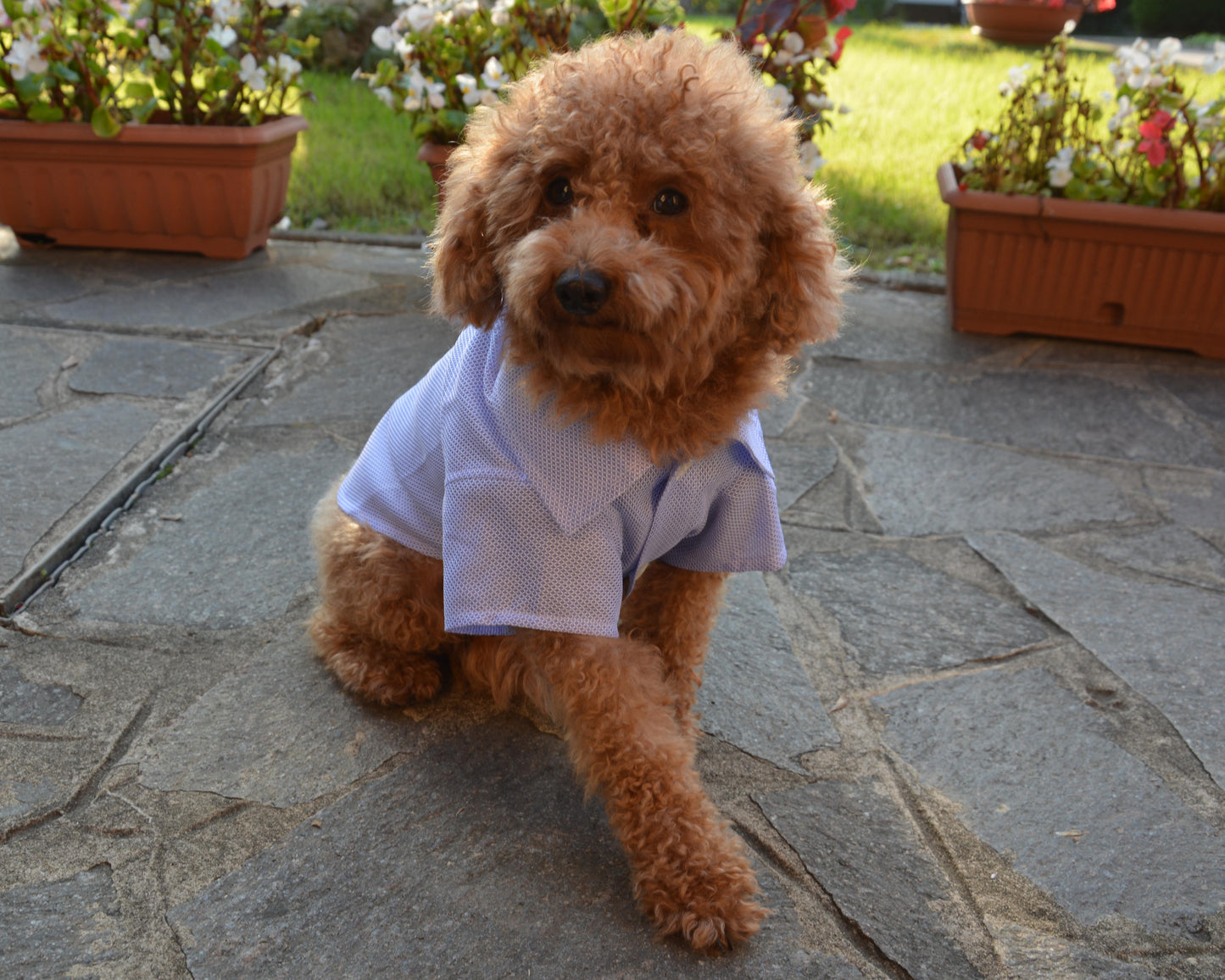 Handmade pet shirt - Nicolas Rota