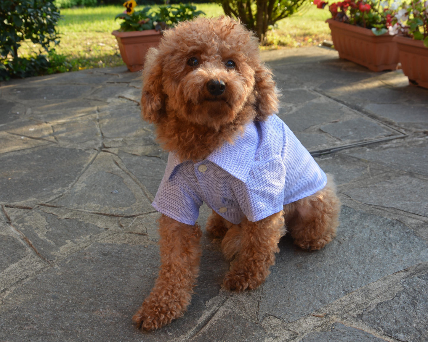 Handmade pet shirt - Nicolas Rota