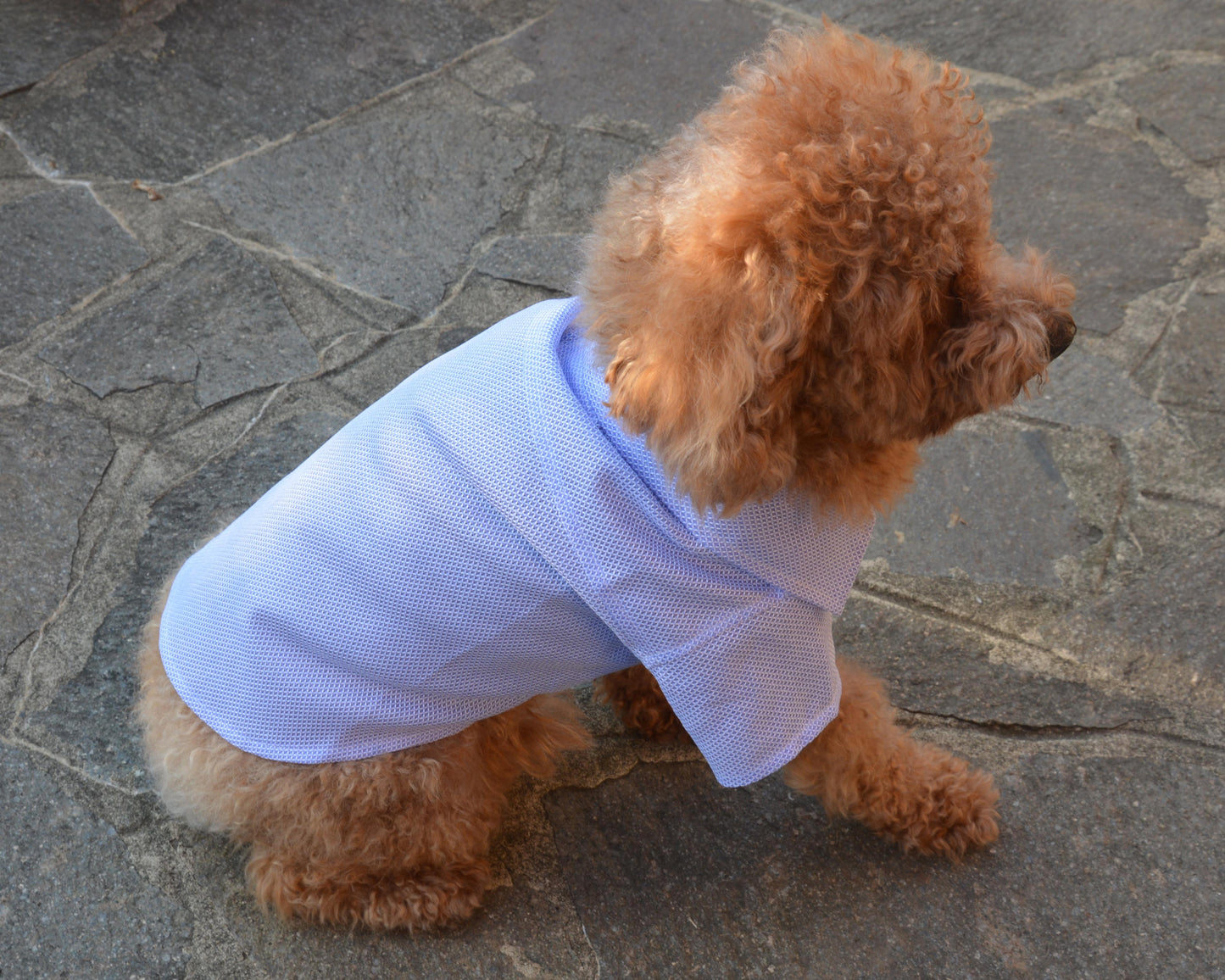 Handmade pet shirt - Nicolas Rota