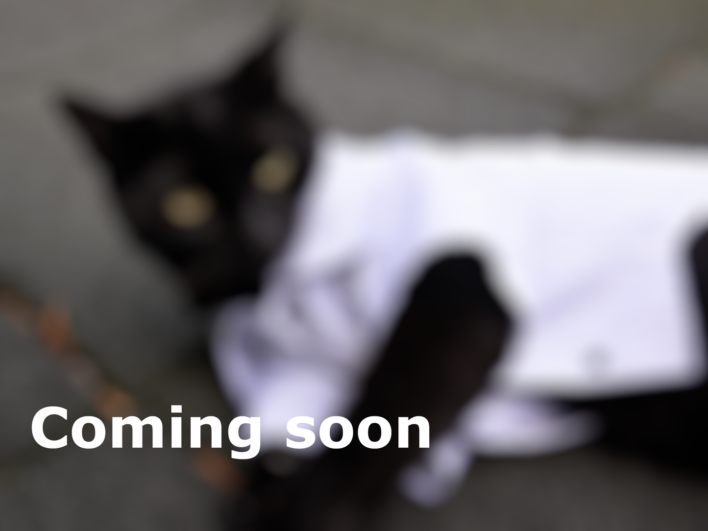 Handmade pet shirt with gold buttons - Nicolas Rota