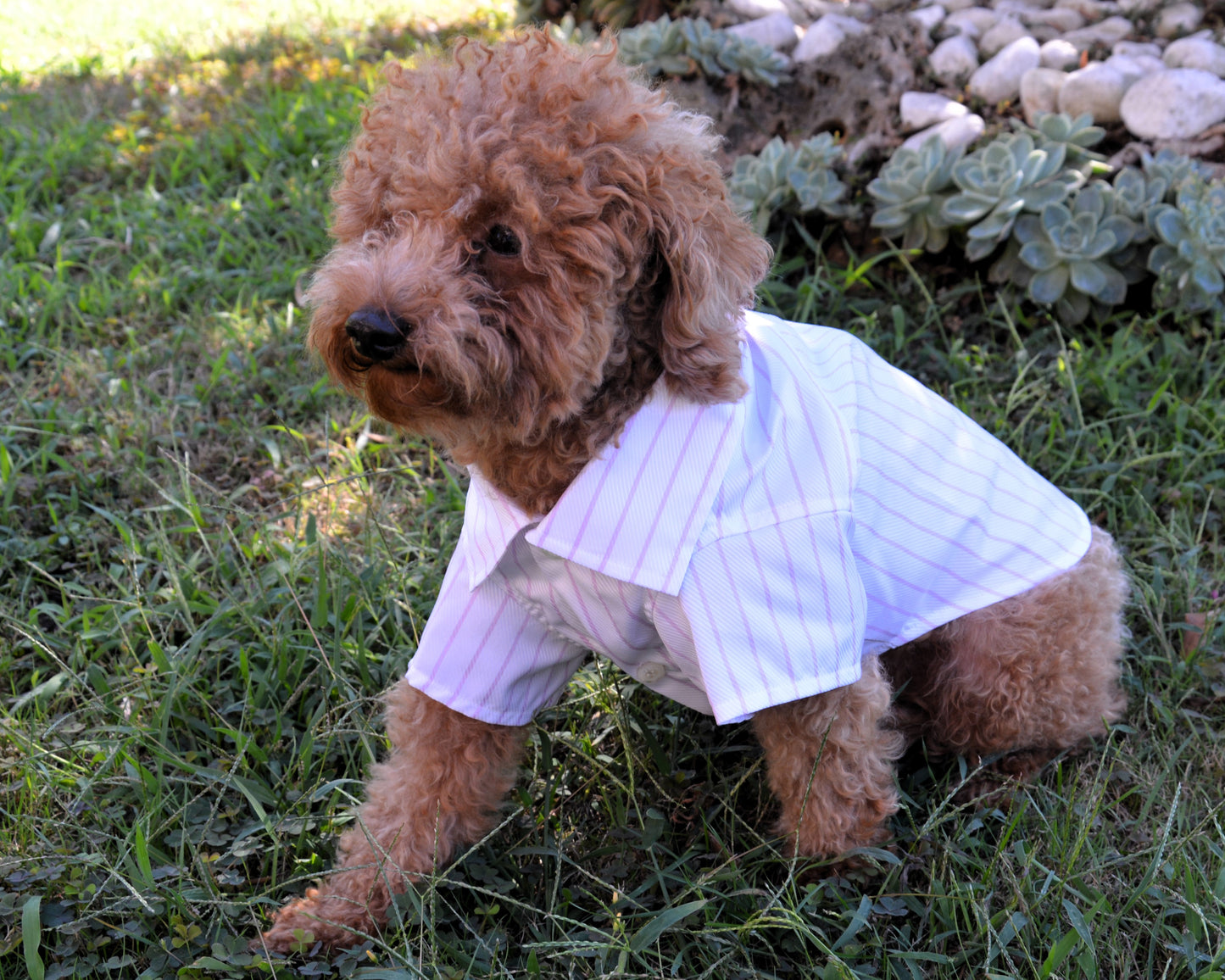 Camicia artigianale per cane