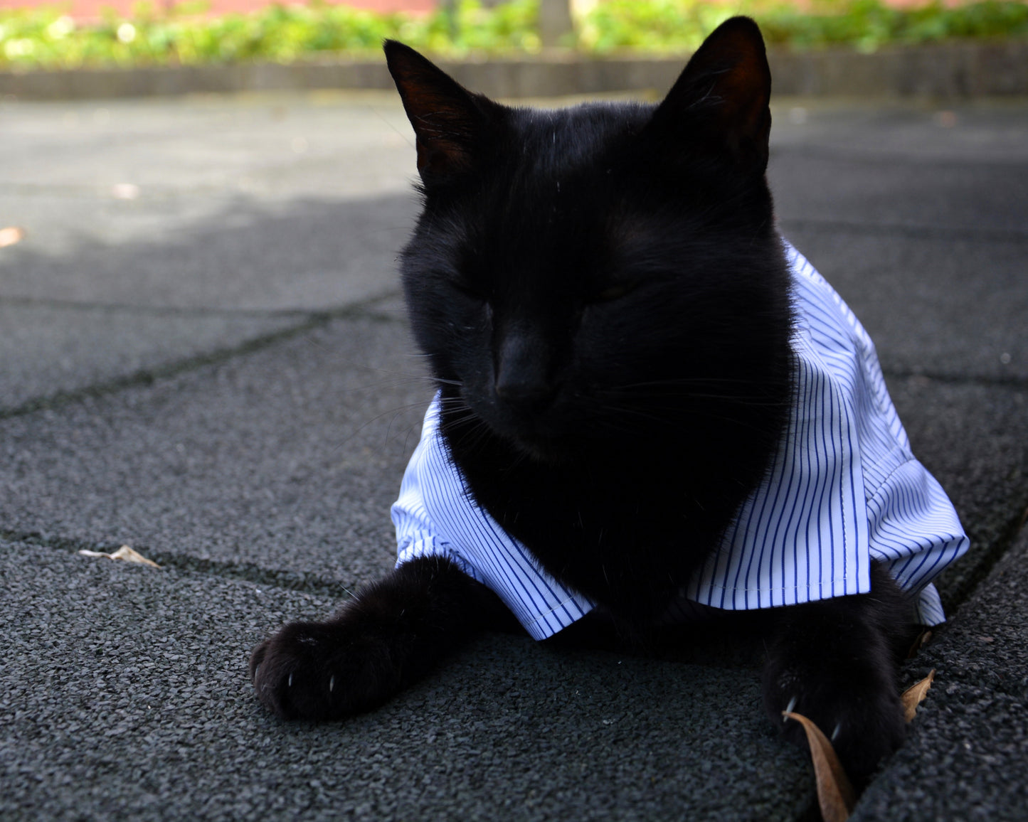 Camicia artigianale per gatto