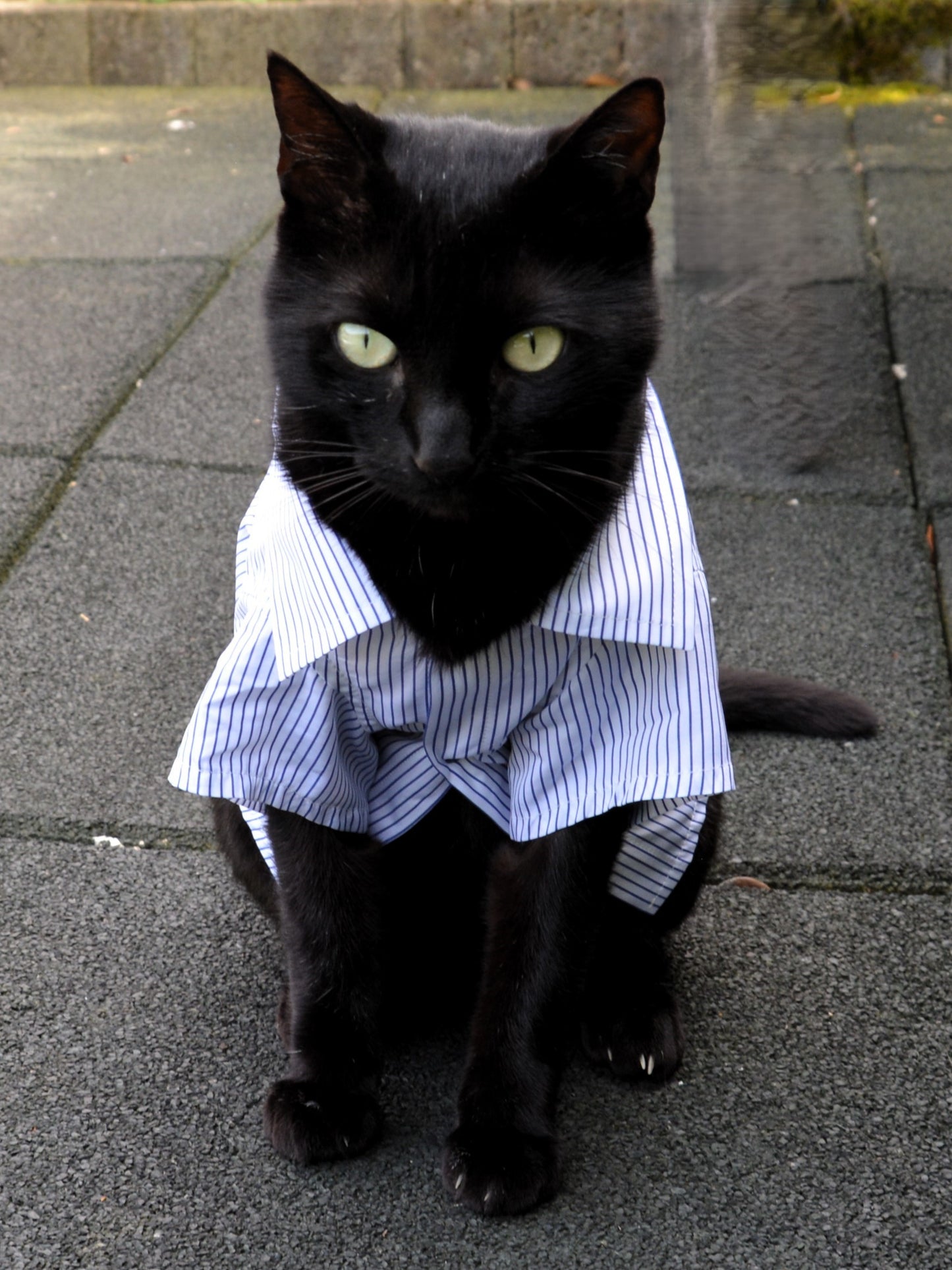 Camicia artigianale per gatto